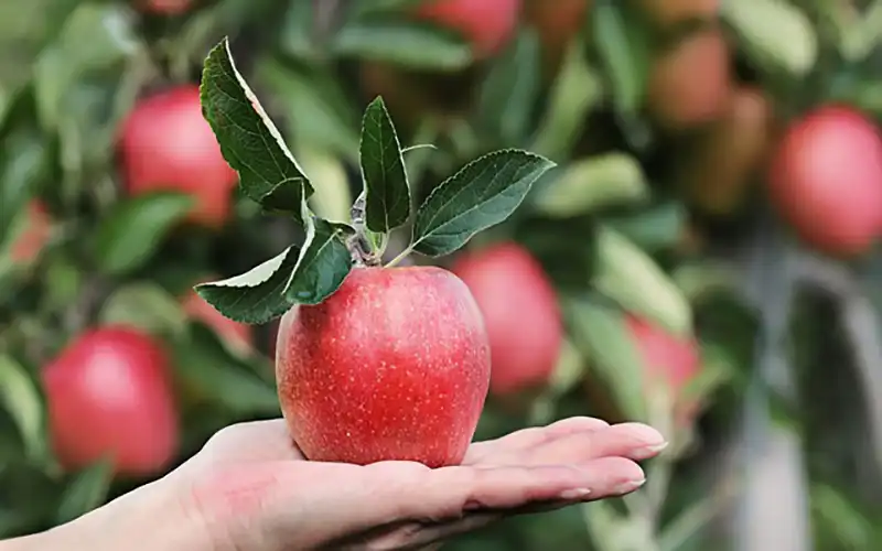 jabłko na dłoni