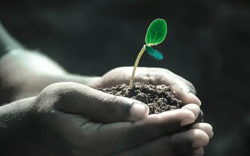 dłonie trzymające glebę z rośliną
