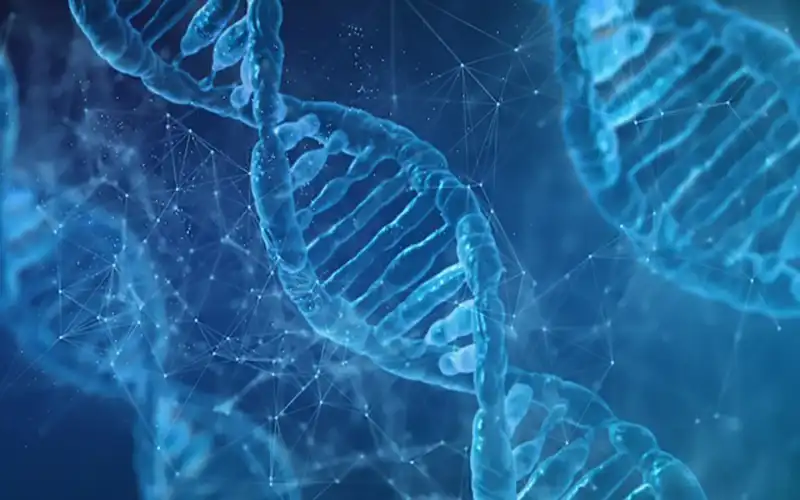 sieć dna