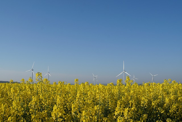 biopaliwo rzepak wiatraki